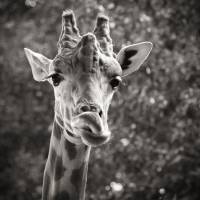 Sabine ZAHNER - L'EFFET POP !